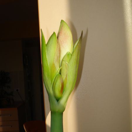 Bobocul de amaryllis(mihaela)